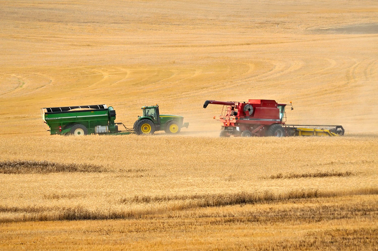 Canadian Wheat Field